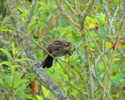 Female redwinged blackbird chewing branch