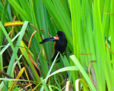 Male redwinged blackbird cleaning wing
