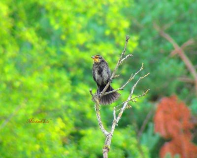 Yellow headed blackbird (juvenile)