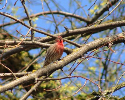 Male House Finch singing