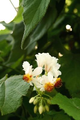 hemp flowers