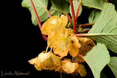 kiwi flowers