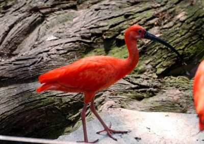 san_antonio_2011