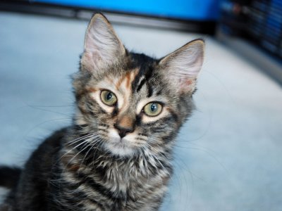 Roxi - Mischievous New Family Member