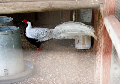 Beautiful Pheasant at Cline