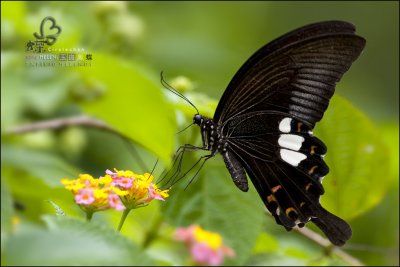 butterfly