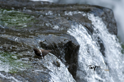 small_DSC_9057.jpg