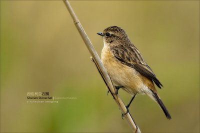 HONG KONG BIRDS GALLERY