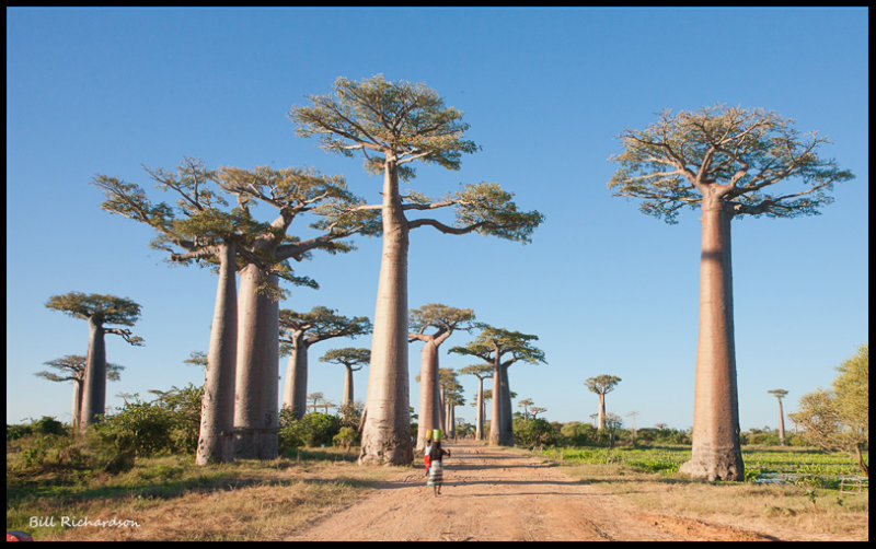 avenue of the baobobs.jpg