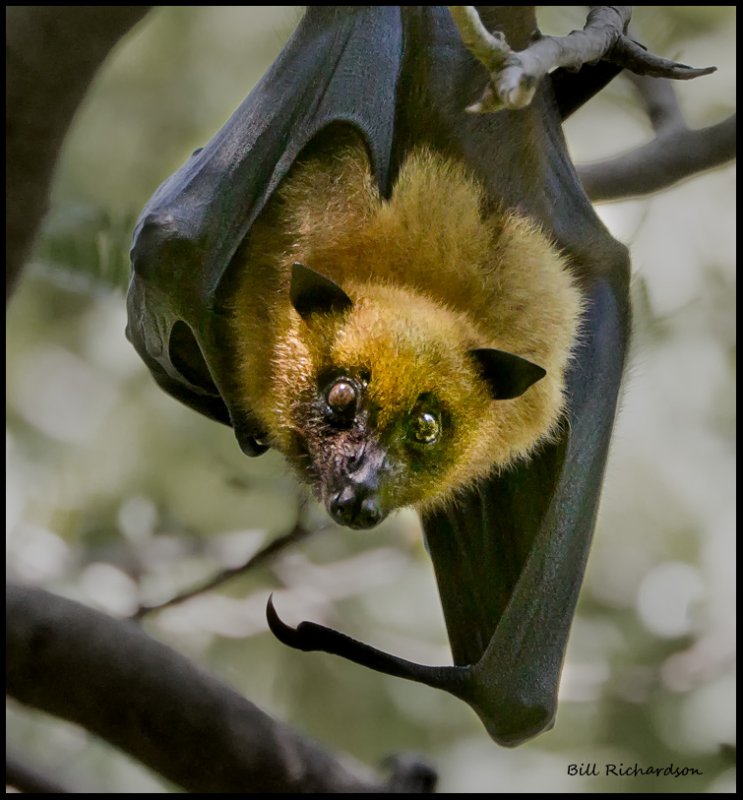 fruit bat.jpg