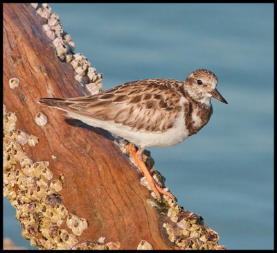 plover on driftwood.jpg