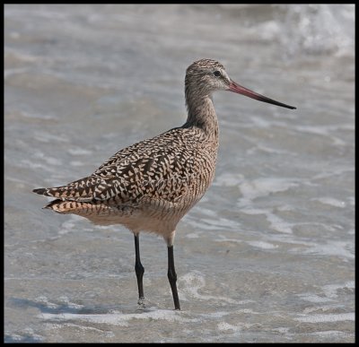 marbled godwit