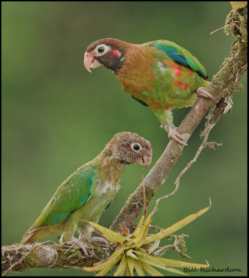 brown-hooded parrot copy.jpg