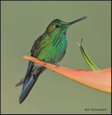 green crowned brilliant male.jpg