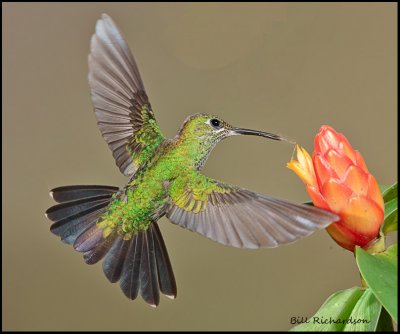 green crowned brilliant w tongue.jpg