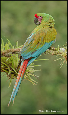 green macaw.jpg