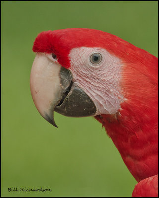 scarlet macawportrait.jpg