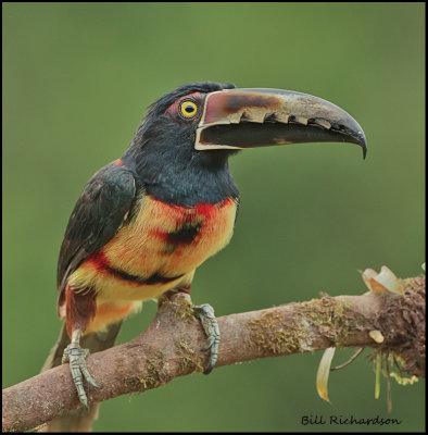 Collared Aracari