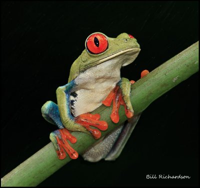 red-eyed tree frog darker copy.jpg