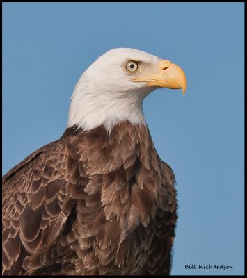 eagle portrait.jpg
