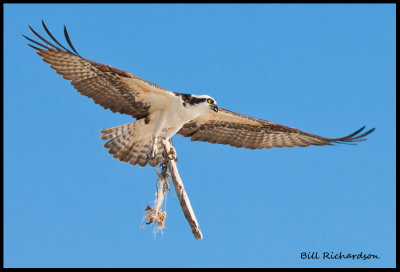 osprey w stick.jpg