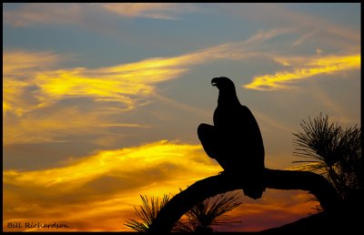 eagle sunset.jpg