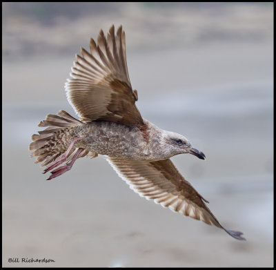 herring gull juvenile.jpg