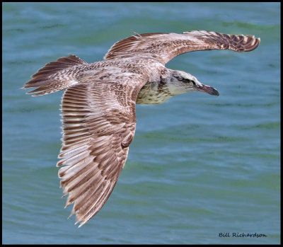 Herring gull immature in flight.jpg