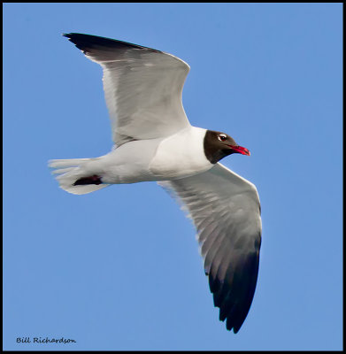 Laughing gull in flight.jpg