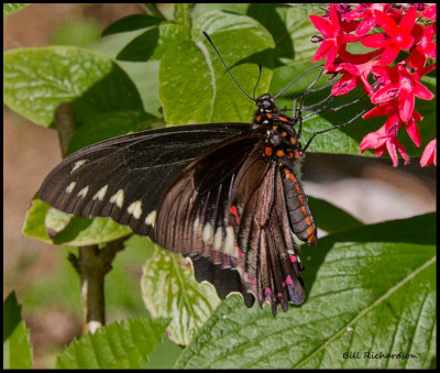 black butterfly.jpg