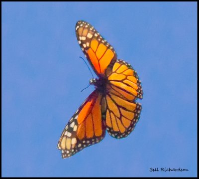 butterfly in flight.jpg
