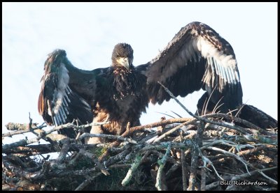 eagle chick2.jpg