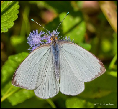 great southern white butterfly.jpg