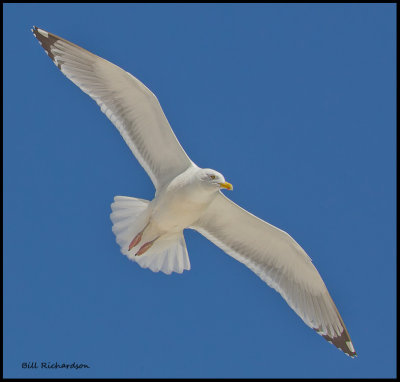 herring gull in flight.jpg