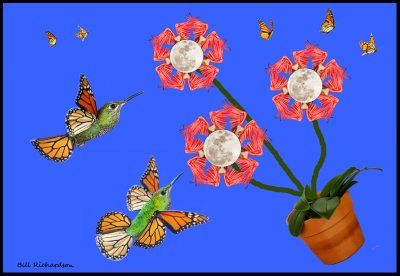moon wing flower collage.jpg