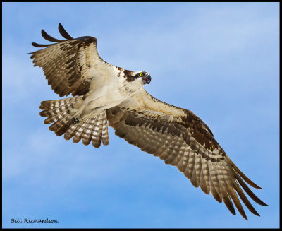 osprey in flight2.jpg