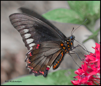 polydamas swallowtail.jpg