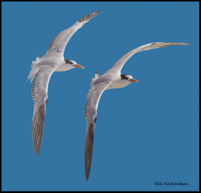 royal tern banking pair.jpg