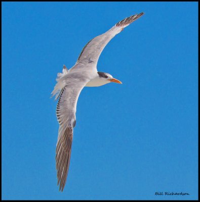 royal tern juvenile in flight.jpg