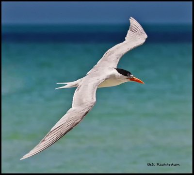 royal tern.jpg