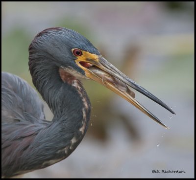 tricolor heron with fish.jpg