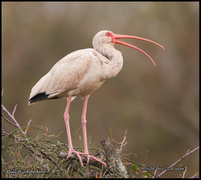 young ibis.jpg