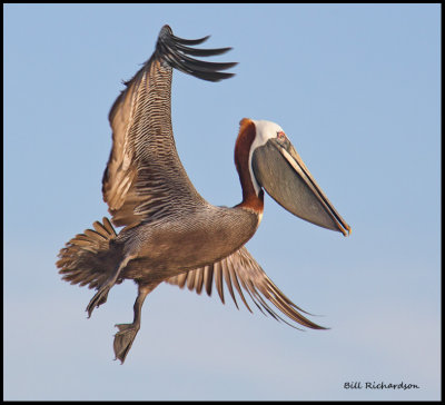 brown pelican in flight.jpg
