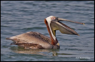 brown pelican in water.jpg