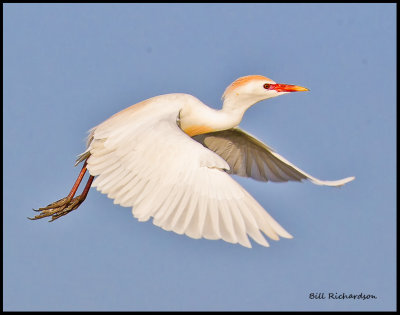 cattle egret in flight.jpg
