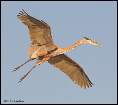 great blue heron in flight.jpg