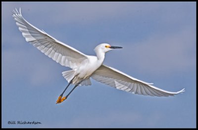 snowy egret in flight.jpg
