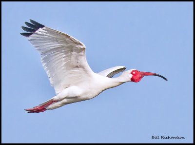 white ibis breeding colors in flight.jpg