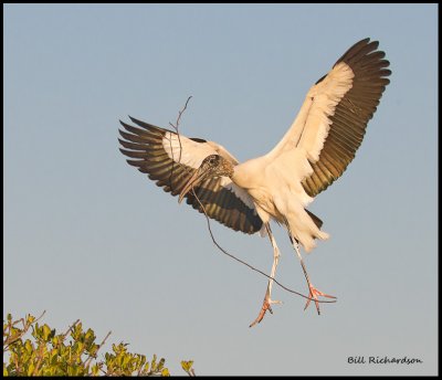 wood stork with nesting stick.jpg