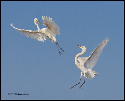 battling egrets.jpg